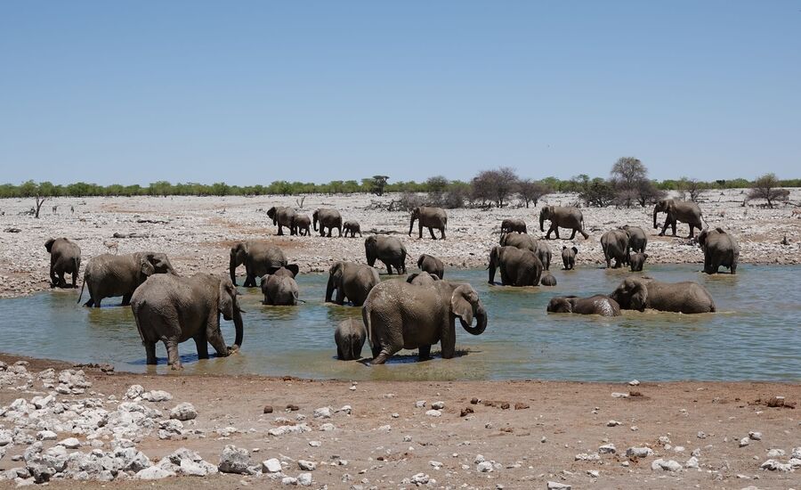 etosha-nationalpark-namibia-bigfive-reisen-afrikaspezialist-fine-travel-stgallen-reiseberatung-ferien