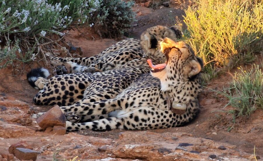 samara-graffreinet-karoo-suedafrika-southafrica-fine-travel-selbstfahrer-luxusreisen-individuell-stgallen-signature-professionell