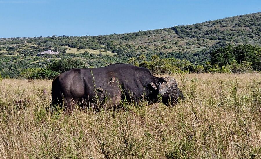 lalibela-suedafrika-southafrica-fine-travel-selbstfahrer-luxusreisen-individuell-stgallen-signature-professionell