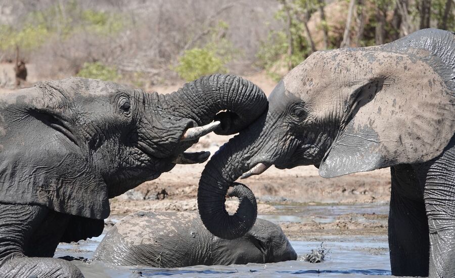 etosha-nationalpark-namibia-bigfive-reisen-afrikaspezialist-fine-travel-stgallen-reiseberatung-ferien