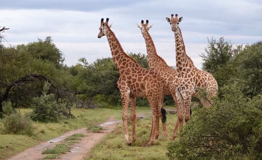 samara-graffreinet-karoo-suedafrika-southafrica-fine-travel-selbstfahrer-luxusreisen-individuell-stgallen-signature-professionell
