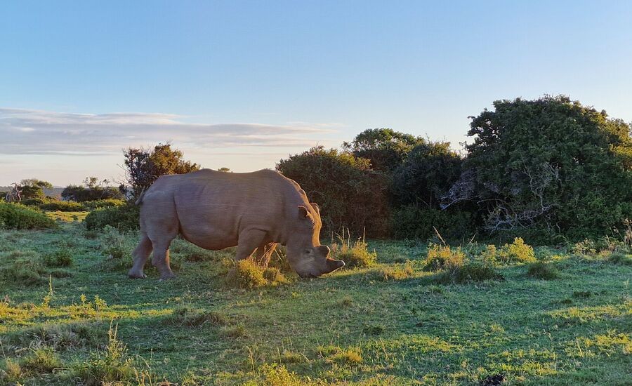 Samara-suedafrika-southafrica-fine-travel-selbstfahrer-luxusreisen-individuell-stgallen-signature-professionell