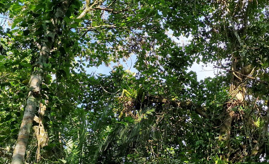 kibaleforest-nationalpark-uganda-luxuslodges-finetravel-exklusiv-signature-unique-massgeschneidert