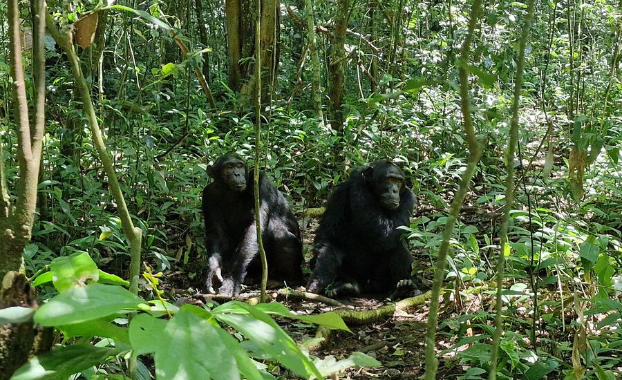 kibaleforest-fortportal-uganda-afrika-ostafrika-reiseberatung-reiseplanung-reiseexperte-afrikaspezialist-fine-travel-reisebuero-stgallen