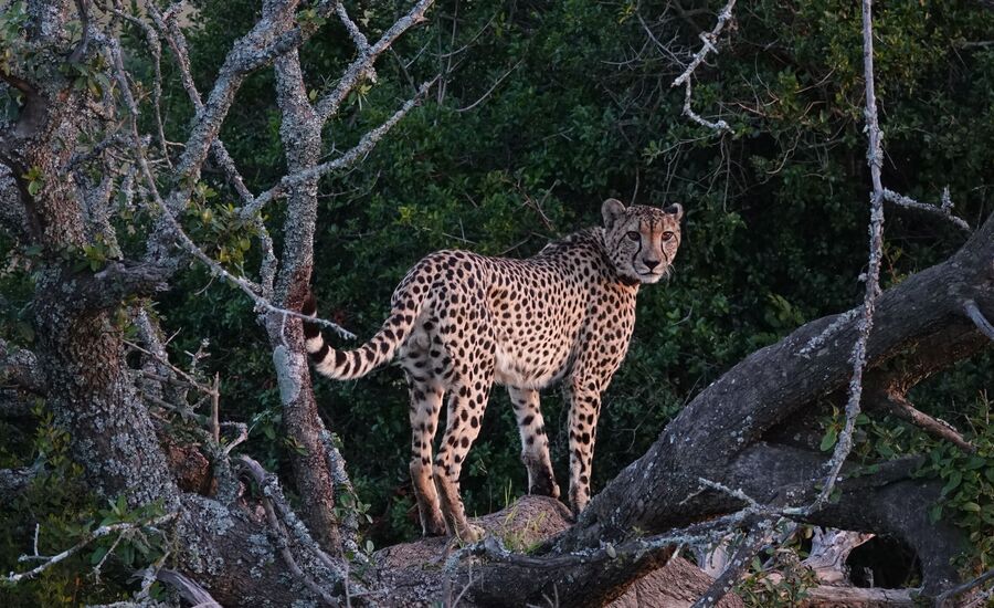 lalibela-suedafrika-southafrica-fine-travel-selbstfahrer-luxusreisen-individuell-stgallen-signature-professionell